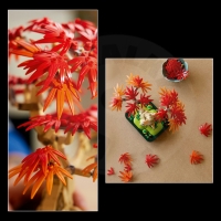 LEGO® Botanicals 10348 Bonsaj – Japonský červený javor_(5)